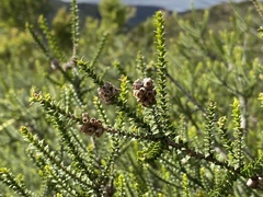 Melaleuca uxorum