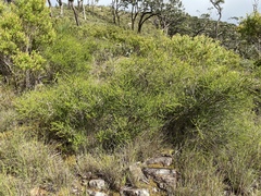 Melaleuca uxorum