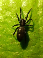 Gnaphosidae