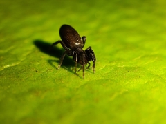 Gnaphosidae