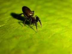Gnaphosidae