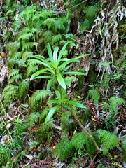 Brachyglottis kirkii