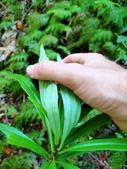 Brachyglottis kirkii
