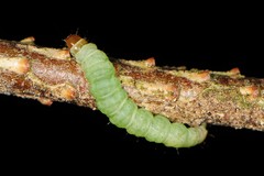 Coleotechnites apicitripunctella