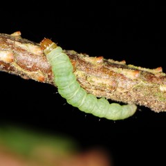 Coleotechnites apicitripunctella