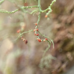 Biatoropsis usnearum