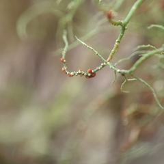 Biatoropsis usnearum