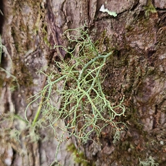 Biatoropsis usnearum