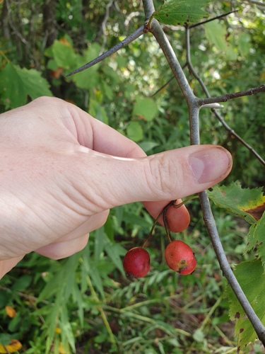 Crataegus × fretalis, photograph 5