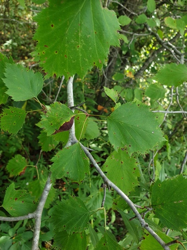 Crataegus × fretalis, photograph 6