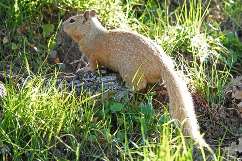 iNaturalist observation photo of California Ground Squirrel