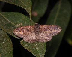 Anisoneura salebrosa