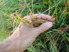 Cyperus congestus
