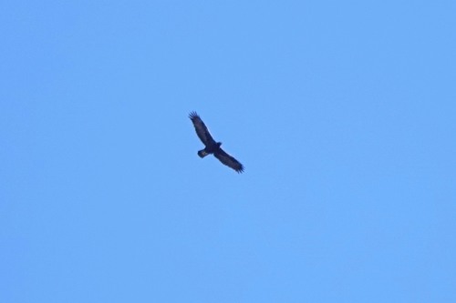 iNaturalist observation photo of Golden Eagle
