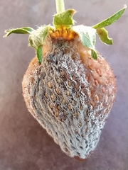 Monilinia fructicola