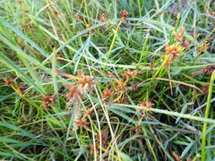 Cyperus congestus