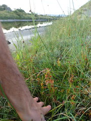 Cyperus congestus