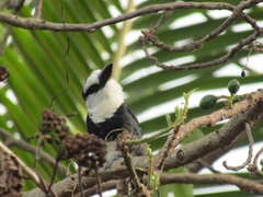 Notharchus hyperrhynchus image