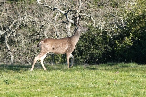 iNaturalist observation photo of Columbian Black-tailed Deer