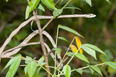 Thelotornis capensis capensis