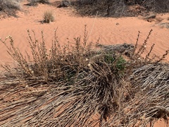 Heterotheca cinerascens