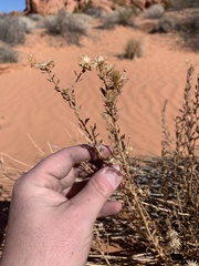 Heterotheca cinerascens