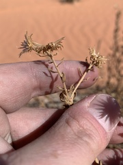 Heterotheca cinerascens