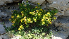 Perityle lindheimeri