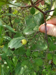 Crataegus canadensis