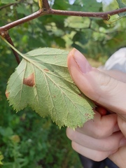 Crataegus canadensis