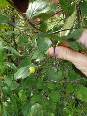 Crataegus canadensis