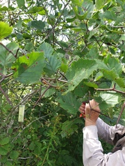 Crataegus canadensis
