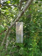 Crataegus canadensis