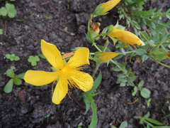 Hypericum olympicum