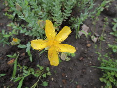 Hypericum olympicum