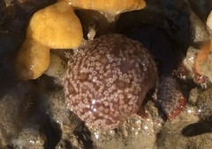 Distaplia