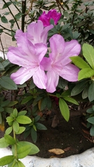 Rhododendron