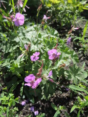 Geranium × cantabrigiense