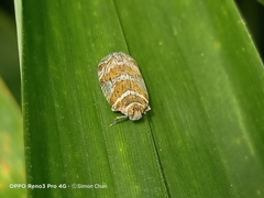 Lophopinae