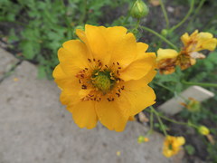 Geum quellyon