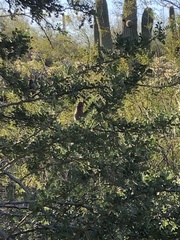 Xerospermophilus tereticaudus