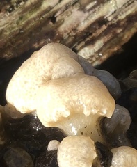 Distaplia
