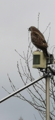 Buteo buteo