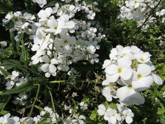Hesperis matronalis candida