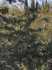 Xerospermophilus tereticaudus