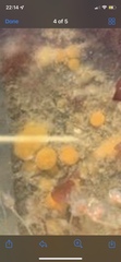 Distaplia