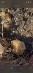 Distaplia