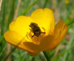 Cimbicidae