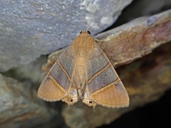 Eulepidotis superior