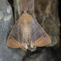 Eulepidotis superior